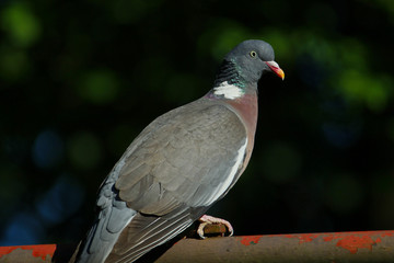 Eine Ringeltaube isoliert auf einer Stange sitzend im Sonnenlicht Columba palumbus