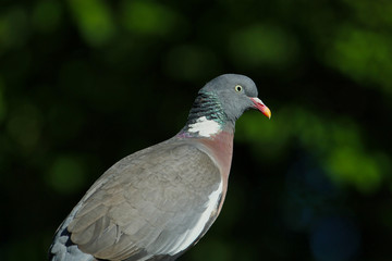 Eine Ringeltaube isoliert auf einer Stange sitzend im Sonnenlicht Columba palumbus