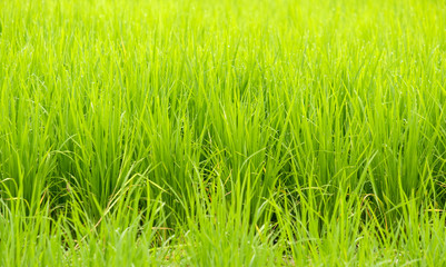 Rice is grown in the rice paddies
