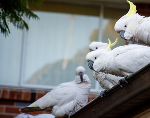 Sulphur-crested cockatoos seating in a row on a roof. Urban wildlife. Australian backyard visitors