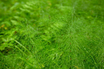 Horsetail (Equisetum) closeup. Green plant on a blurred background. Shallow depth of field.