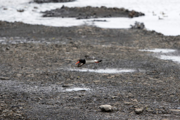 Austernfischer (Haematopus ostrlegus) am Hvalfjörður nahe Borgarnes