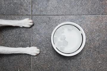 Puppy paws on the kitchen floor in front of a drinking bowl  with ice cubes. The concept of caring for a pet and providing cool water during the hot season.