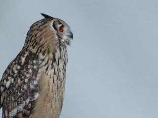 Beautiful picture of birds of prey of great size and penetrating stare