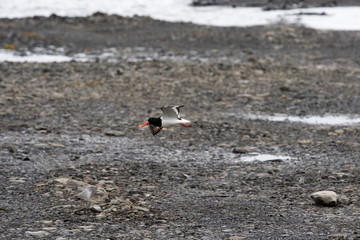 Austernfischer (Haematopus ostrlegus) am Hvalfjörður nahe Borgarnes