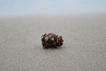 砂浜の松ぼっくり
