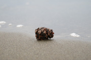 砂浜の松ぼっくり