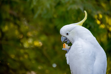 Sulphur-crested cockatoo eating bread. Urban wildlife. Backyard visitors. Don't feed wild birds and animals. © Daria Nipot