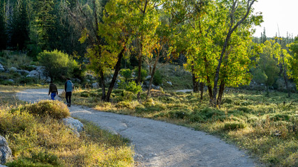 forest road