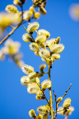 Fototapeta premium Closeup of blooming willow tree at spring