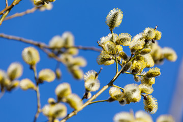 Closeup of blooming willow tree at spring