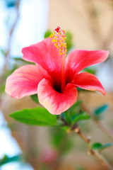 beautiful natural red hibiscus flower with pestle and green leaves