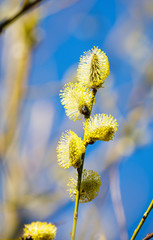Closeup of blooming willow tree at spring