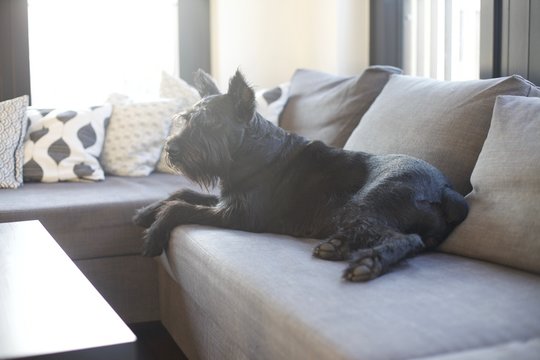 Black Giant Schnauzer Dog Resting On The Couch