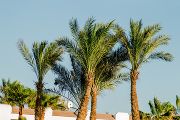Palm trees at sunset light