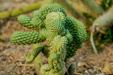 Saguaro cactus living on the Sonoran desert in Arizona, a hot and arid climate./Saguaro Cactus/ The largest cactus in the world, the saguaro surviving on less than nine inches of rain each year.