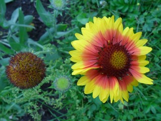 flowers in the garden