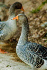 Domestic goose, Anser anser domesticus, standing and looking down, isolated on white
