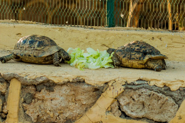 Trachemys scripta elegans - Red-Eared Sliders