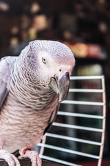 Gray parrot (Psittacus erithacus) sitting on the top of the cage, cute gray parrot, closeup of African grey parrot - Image