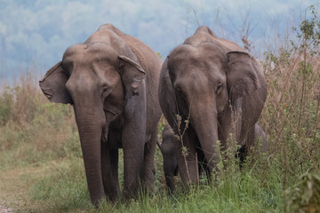 Fototapeta na wymiar Big Asian Elephant Family at Jim Corbett National Park