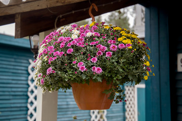 Fototapeta na wymiar Pink, white and yellow chrysanthemums in hanging pots