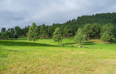 Landscape of meadow, geese, trees, hills and clouds at Dedisse Park in Evergreen Colorado