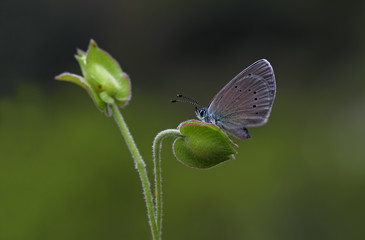 Bream butterfly ; Glaucopsyche alexis