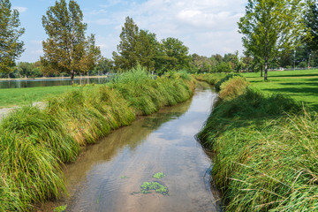Landscape of stream, tall grasses along bank and trees at Washington Park in Denver, Colorado
