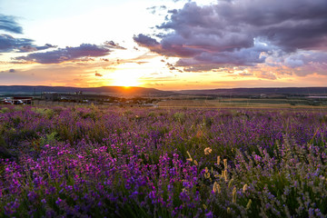 Fototapeta na wymiar beautiful sunset in lavender field