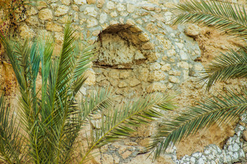 palm trees photographed against the rocks