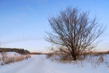 Winter landscape. Winter country road. Traces of cars in the snow. A tree with wide branches against the background of the forest.