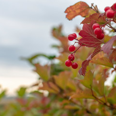 Red viburnum fruits on a blurry autumn background on a cloudy day