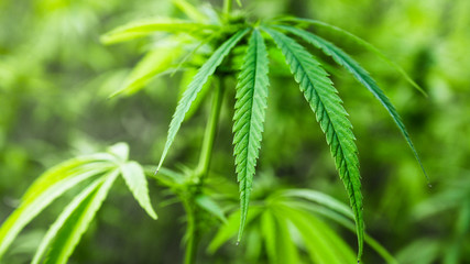 Hanf oder THC - Cannabis Pflanze Staude anbauen für Arzneimittel oder als Rohstoff