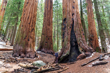 Sequoias in a redwood grove at United States