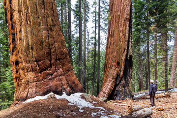 Fototapeta premium Sequoias in a redwood grove at United States