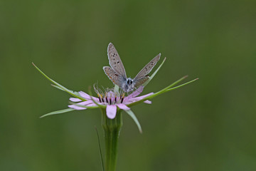 Blue-eyed butterfly ;  Polyommatus icarus