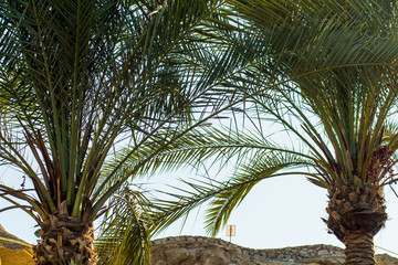 Palm trees at sunset light