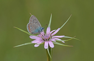 Blue-eyed butterfly ;  Polyommatus icarus