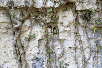 sfondo di pietra e radici d'albero