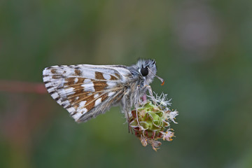 Zeytuni harpoon butterfly ; Pyrgus serratulae	