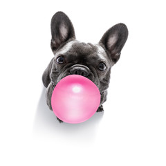 dog chewing bubble gum