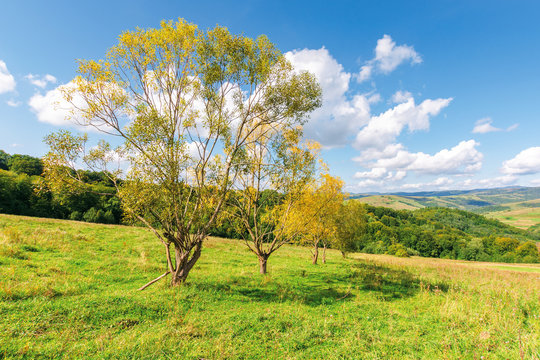 row of trees in yellow foliage on the meadow. beautiful countryside landscape in mountains. fluffy clouds on the blue sky above the distant ridge. wonderful autumnal rural scenery on a sunny day