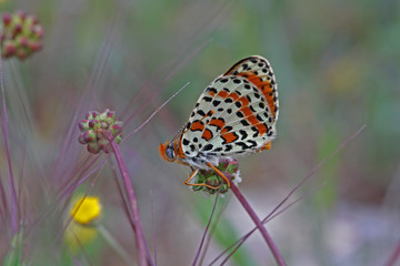 Spotted iparhan butterfly ;  Melitaea didyma	 