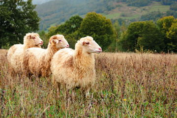 Fototapeta premium ram and two sheep on the meadow. animals among weathered grass looking in to the right direction. oak trees in the distance. gloomy autumn weather. early misty morning in mountainous countryside.