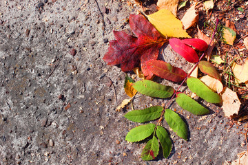 Bright orange autumn dry leaves on the pavement. Fallen leaves of rowan, birch and hawthorn. Background with free space for text.