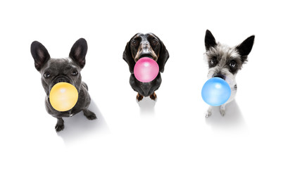 dog chewing bubble gum