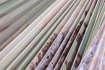 Line of Green leave of sugar tree for background, natural background.Textured of sugar tree leaves.