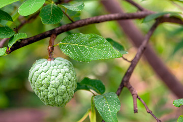 Green Custard apple on custard apple tree
