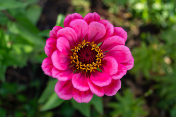 Bright blooming tsiniya close-up